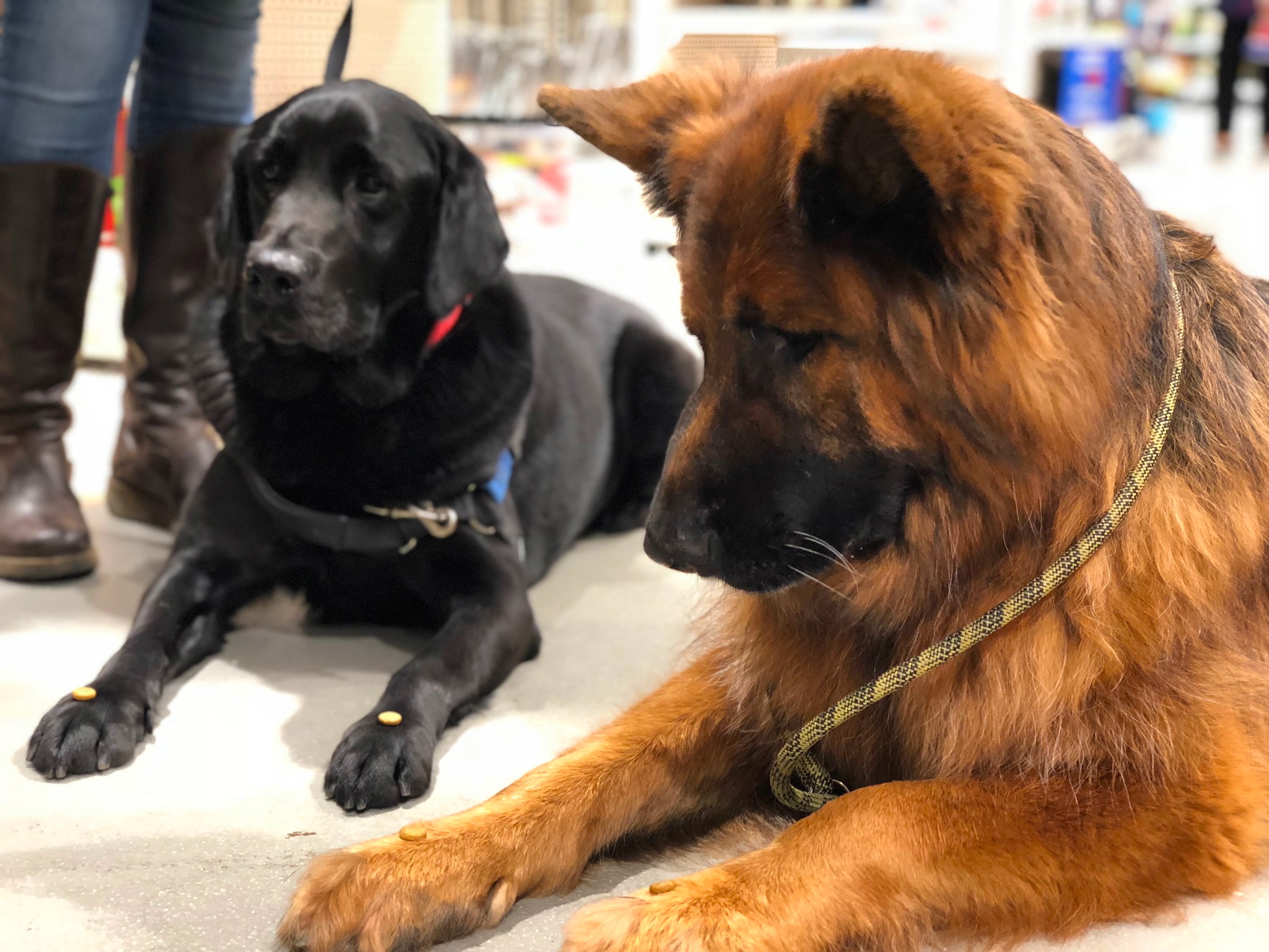 Benz and Aaron resisting treats copy