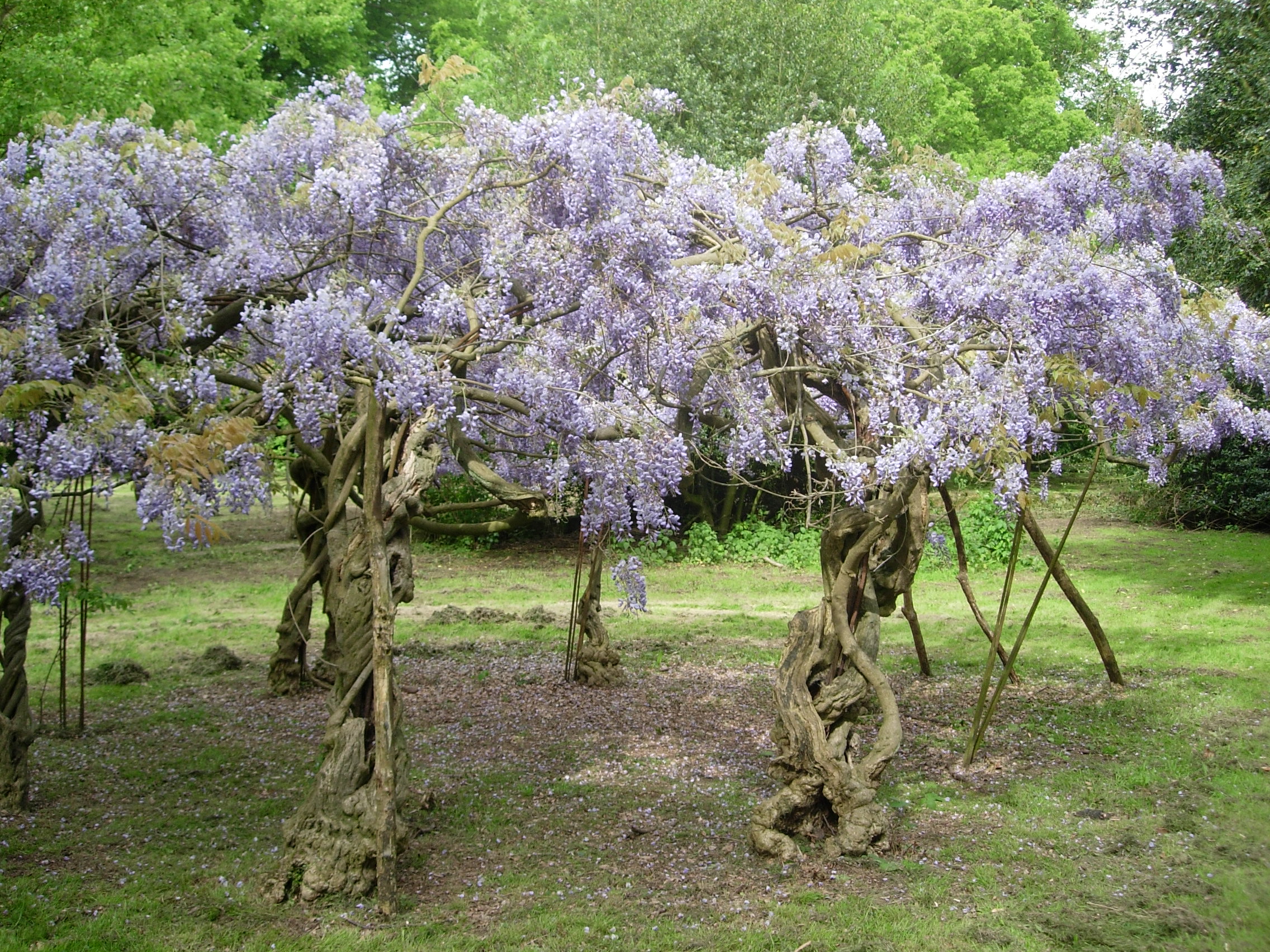 200 year old wisteria circle
