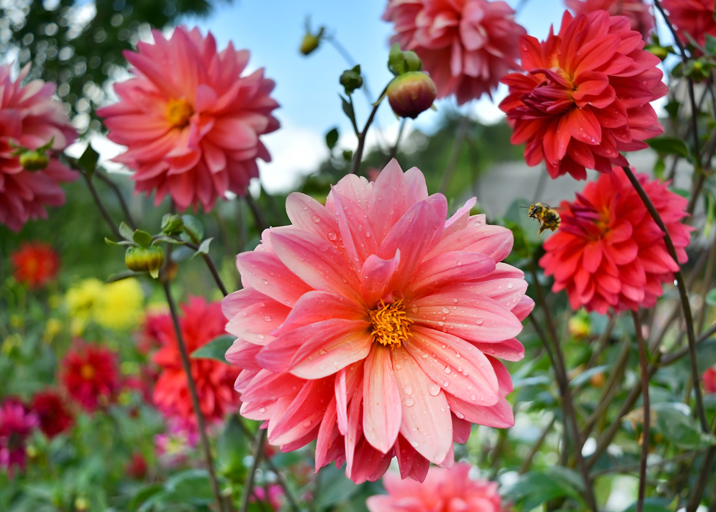 dahlias38450785_l copy
